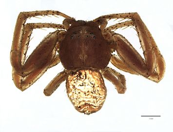 preview Xysticus pustulosus L. Koch, 1867